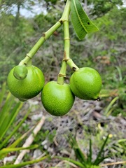 Rauvolfioideae