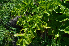 Angelica hirsutiflora