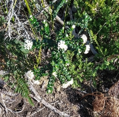 Pimelea nivea