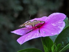 Spoladea recurvalis