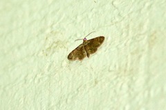 Nacoleia rhoeoalis