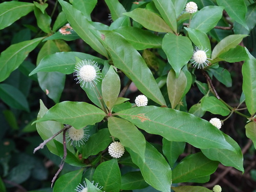 Adina pilulifera, photograph 4