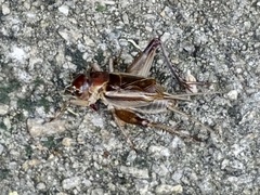 Teleogryllus mitratus