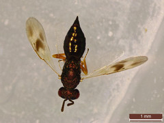 Spaniopus peisonis