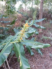 Hedychium gardnerianum