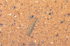 Triplectidinae