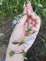 Vicia biennis