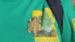 Phrynosoma cerroense