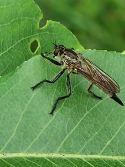 Didysmachus picipes
