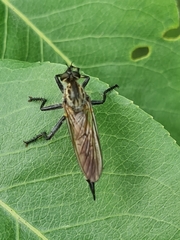 Didysmachus picipes