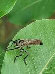Didysmachus picipes