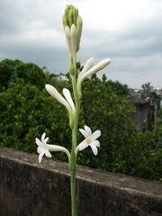 Polianthes tuberosa