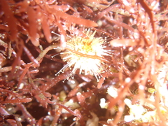 Mesocentrotus franciscanus