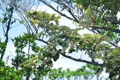 Vitis kelungensis
