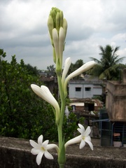 Polianthes tuberosa