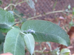 Ctenarytaina eucalypti