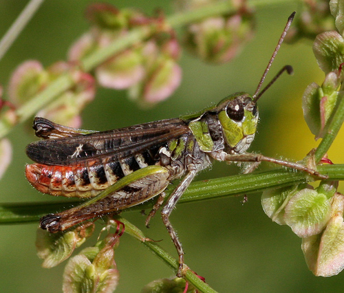 Mottled Grasshopper