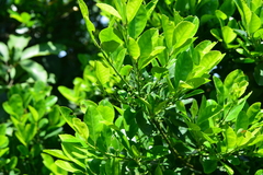 Ilex maximowicziana