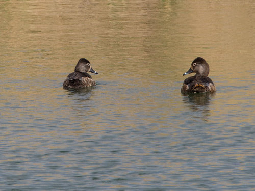 iNaturalist observation 2018-02-16