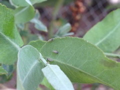 Ctenarytaina eucalypti