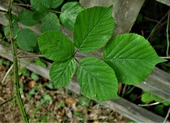 Rubus robiae