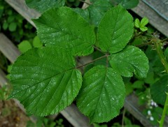 Rubus robiae