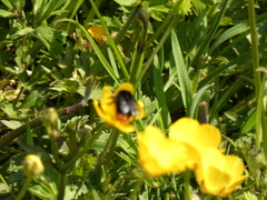 Bombus