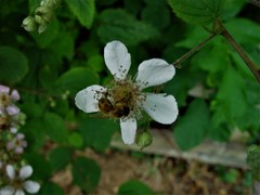 Rubus robiae