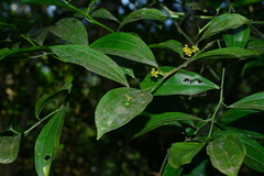 Cocculus laurifolius