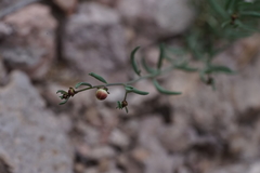 Thamnosma texana