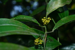 Cocculus laurifolius