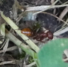 Polyergus rufescens
