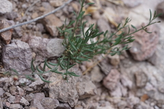Thamnosma texana