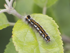 Euproctis chrysorrhoea