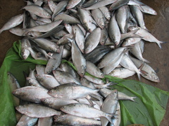 Hilsa photo 5