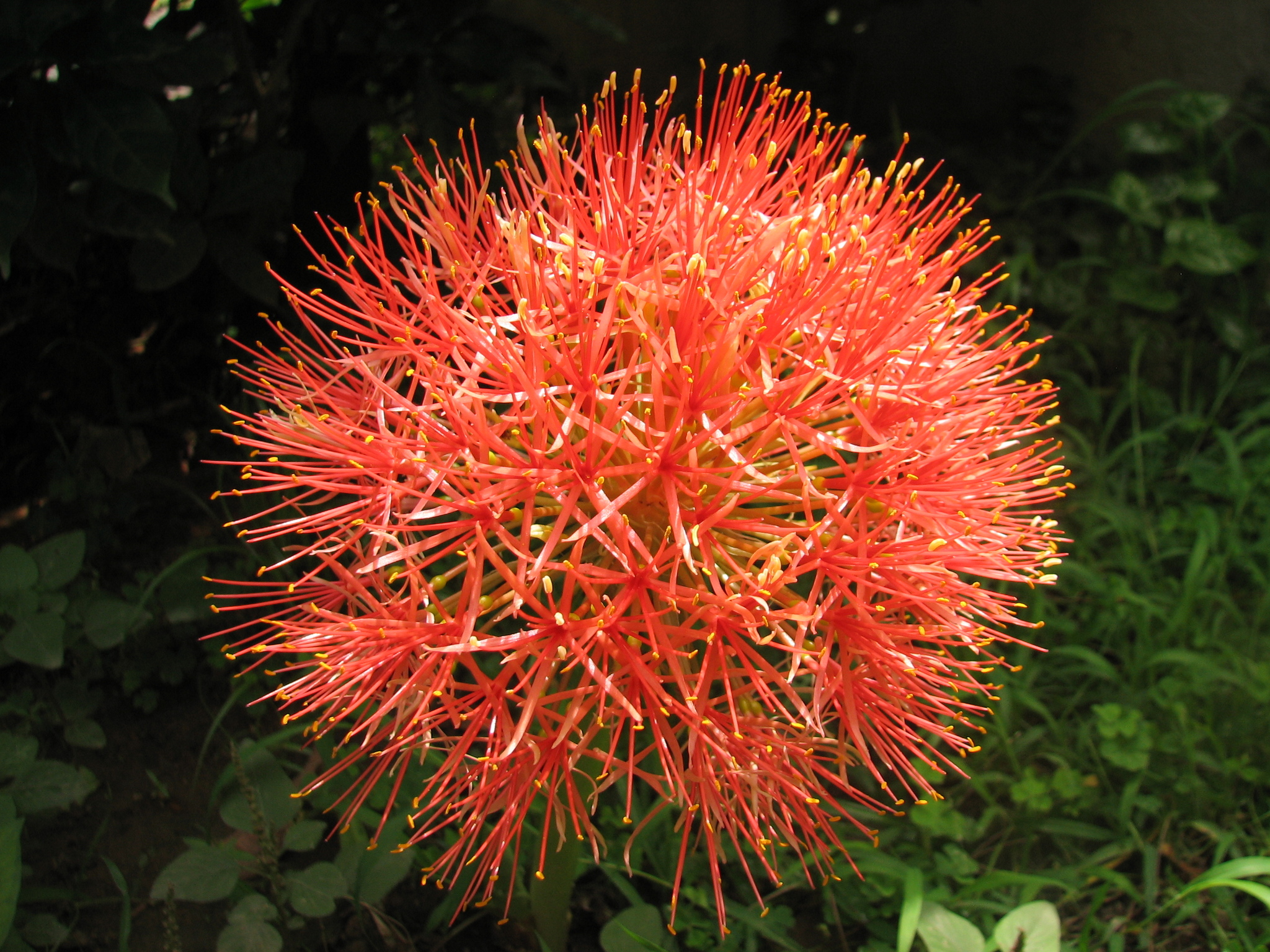 Scadoxus multiflorus