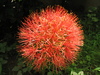 Bloodlily - Photo (c) Niladri Bose, some rights reserved (CC BY-NC), uploaded by Niladri Bose