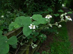 Rubus warrenii