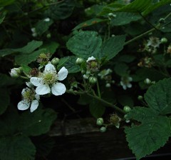 Rubus warrenii