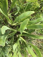 Allium nutans