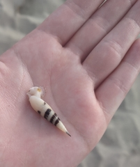 Terebridae