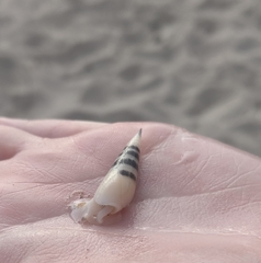 Terebridae