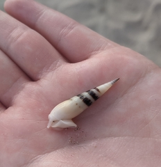 Terebridae