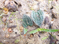 Eriochilus collinus collinus