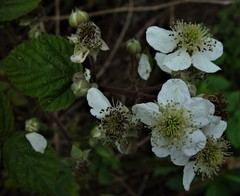 Rubus warrenii