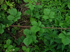 Rubus warrenii