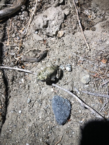 iNaturalist observation photo of Red-spotted Toad