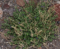 Scutellaria texana