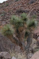 Yucca rostrata