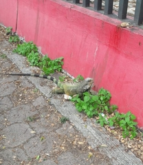 Iguana iguana
